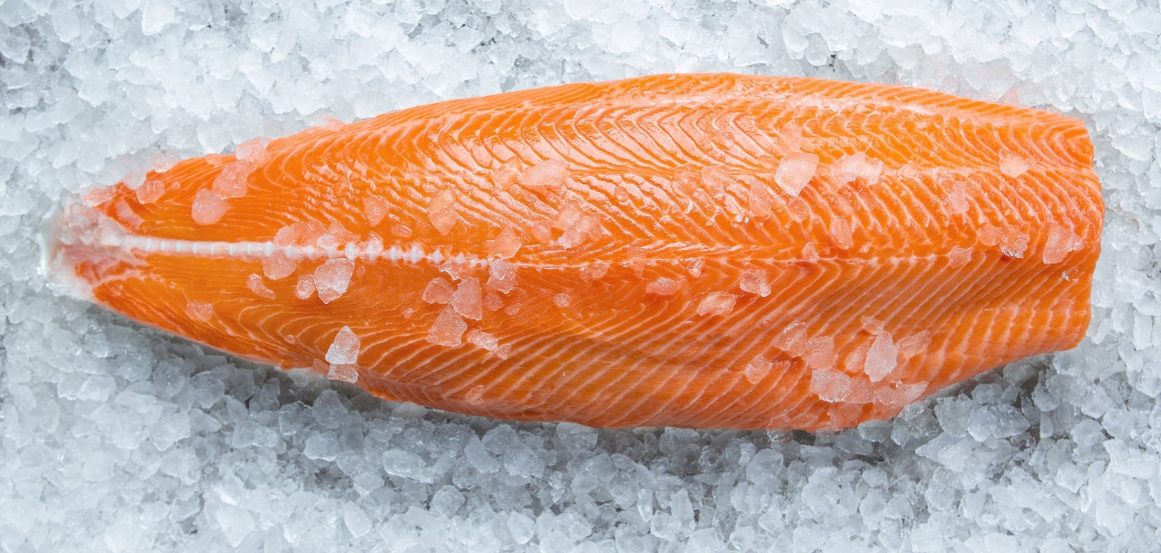 A fresh salmon fillet on ice